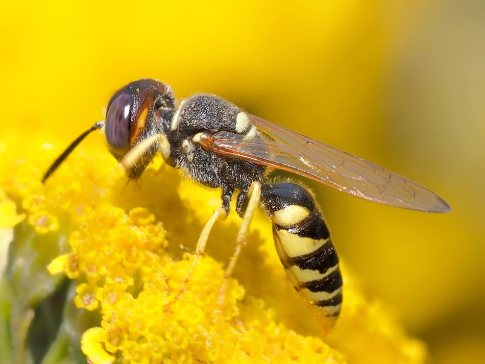 Bee Wolf