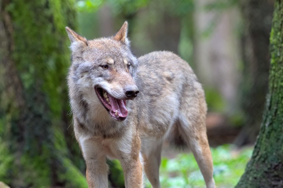 a wolf stands among the trees close-up on blurred background