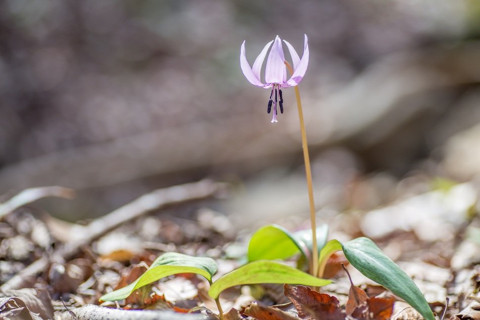 germ of alpine plants in Japan