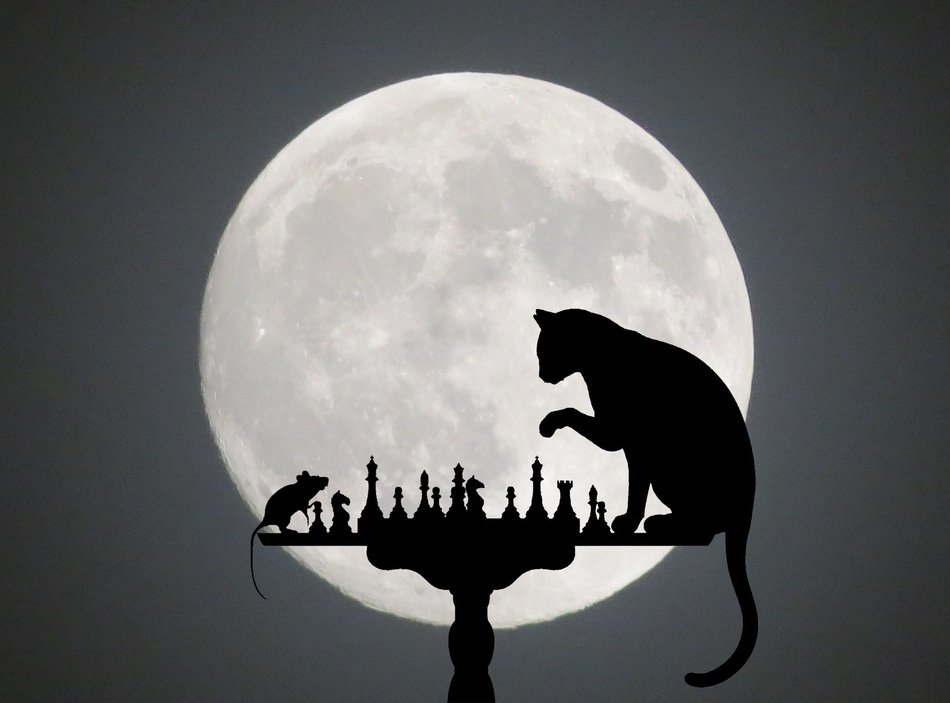 silhouettes of a cat and mouse on the background of the moon