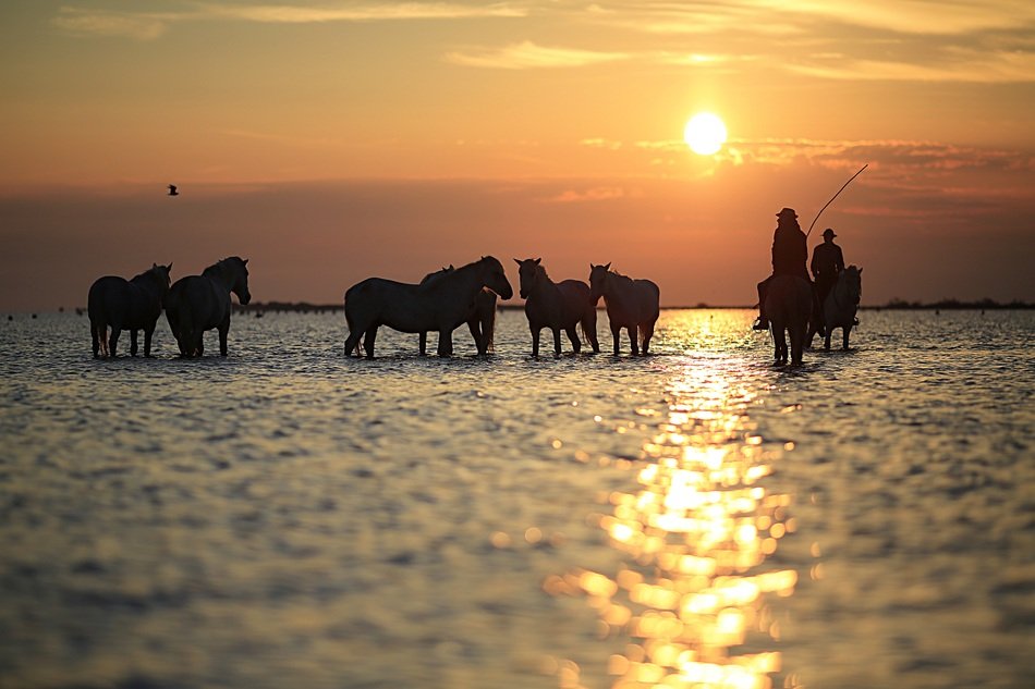horses on the water at dusk