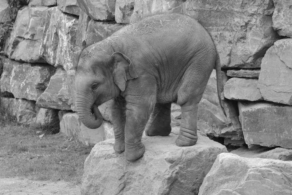 young elephant standing at top of big stone
