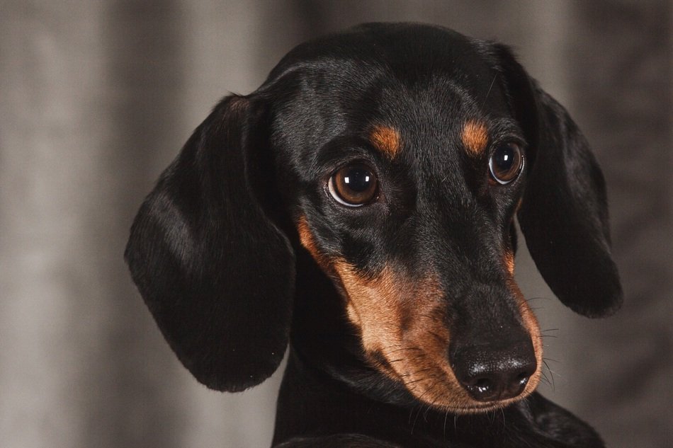 photo dachshund in the studio