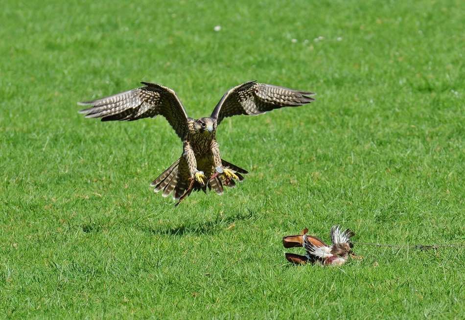 hunting falcon in the wildpark poing