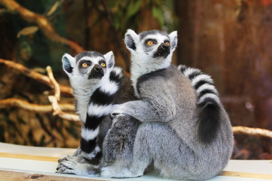 pair of lemurs in the wild