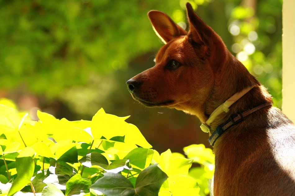 red dog profile