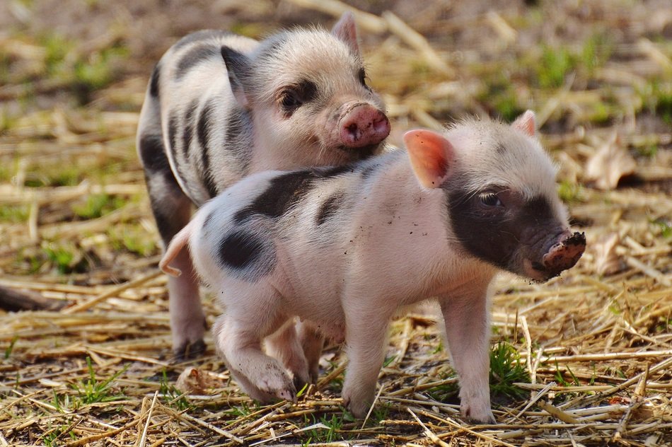 Piglet in the wildpark