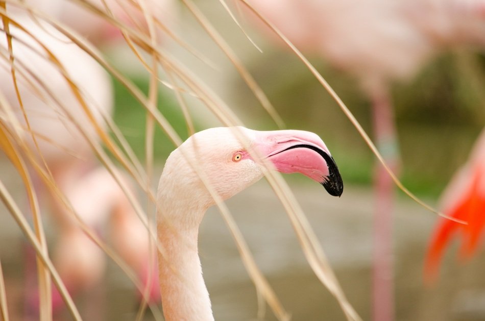 pink Flamingo face
