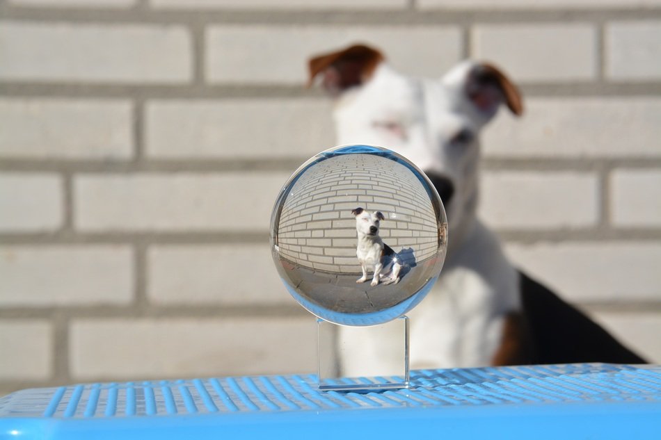 Jack Russell and the glass ball