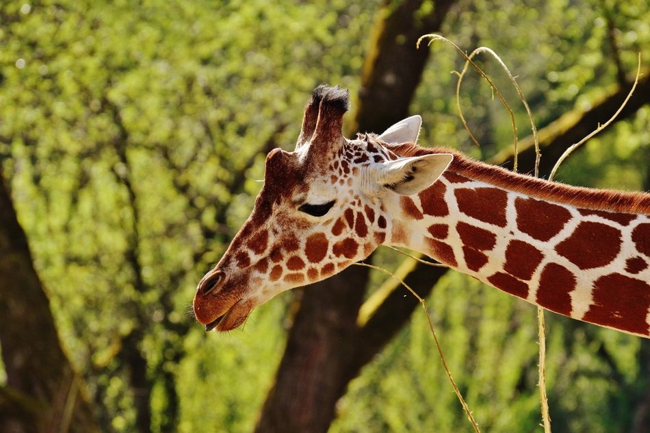 giraffe at the zoo in Munich