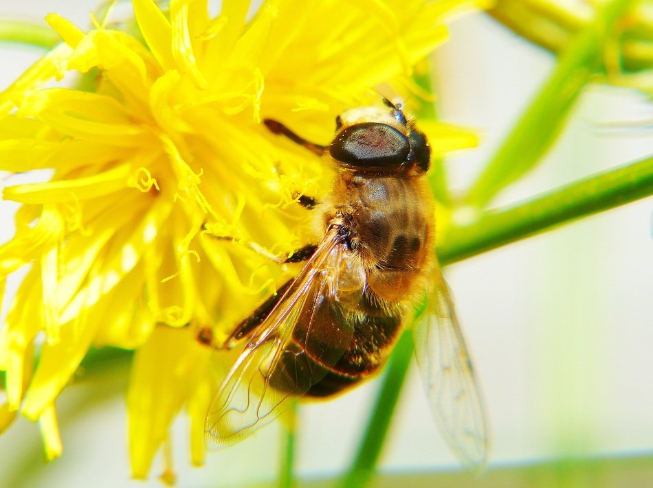Bee on a hawkweed flower
