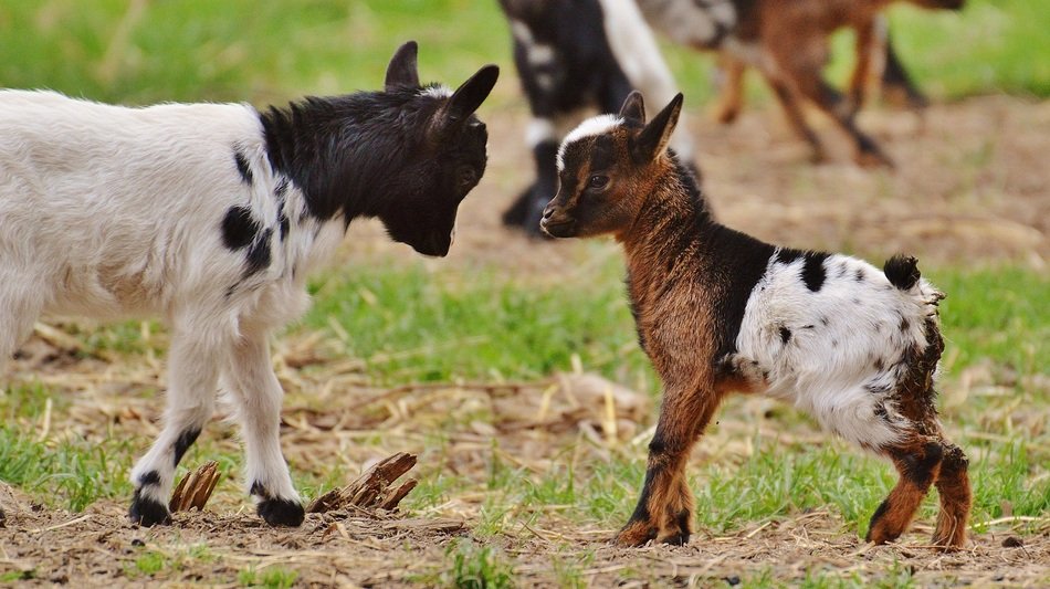 domestic young goats butting each other