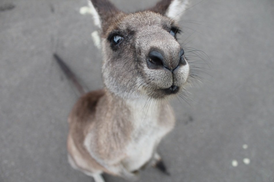 little gray kangaroo