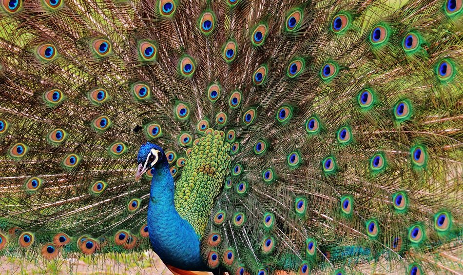 beautiful peacock in Wildpark Poing