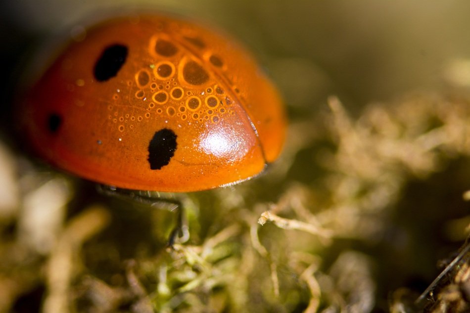 gorgeous Ladybird Insect