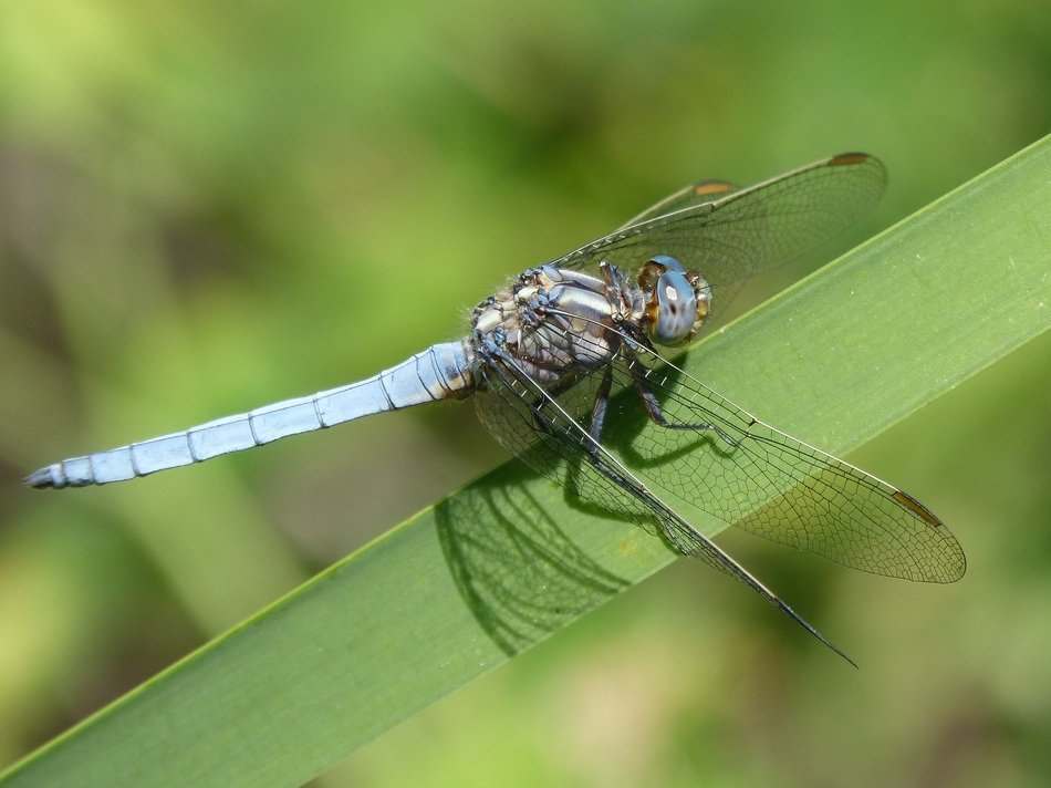 blue dragonfly on the blade of grass
