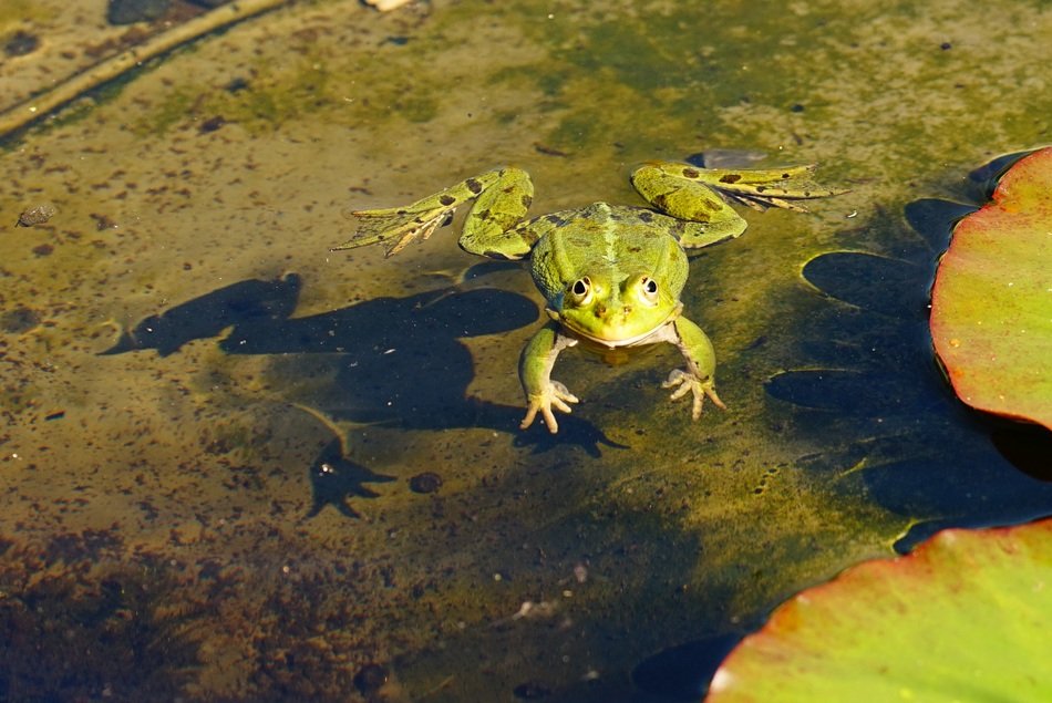 green frog in the pond