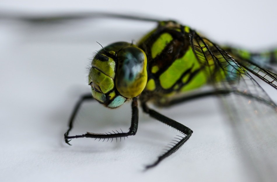macro of dragonfly