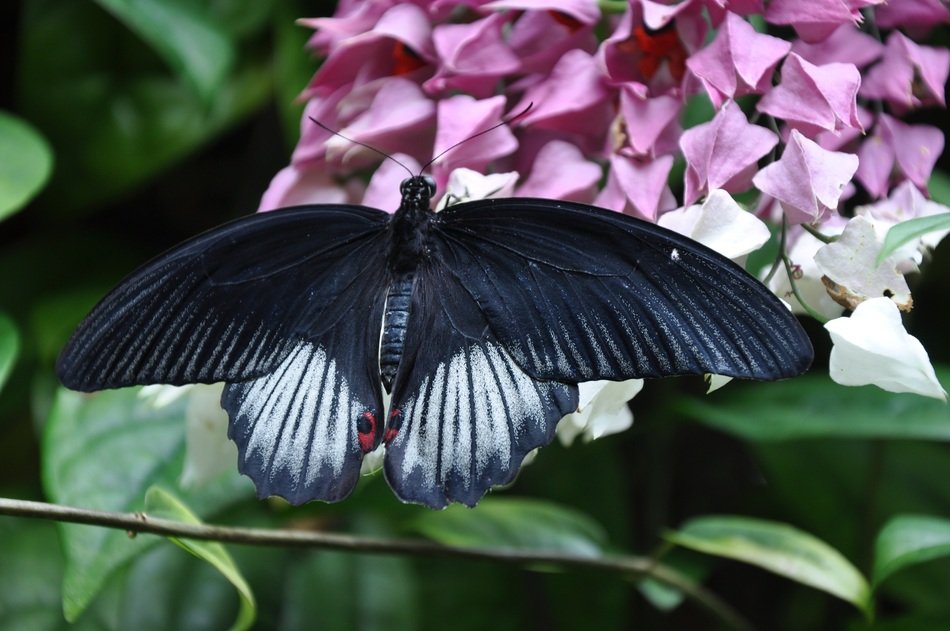 mormon butterfly in the wild