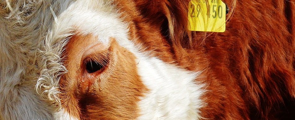 numbered farm cow