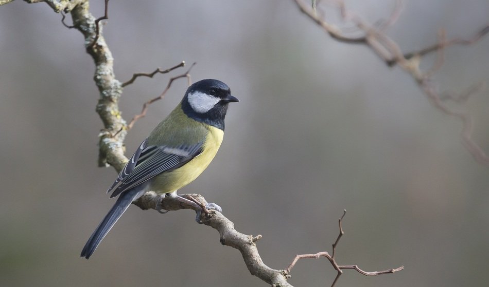 picture of the blue tit bird