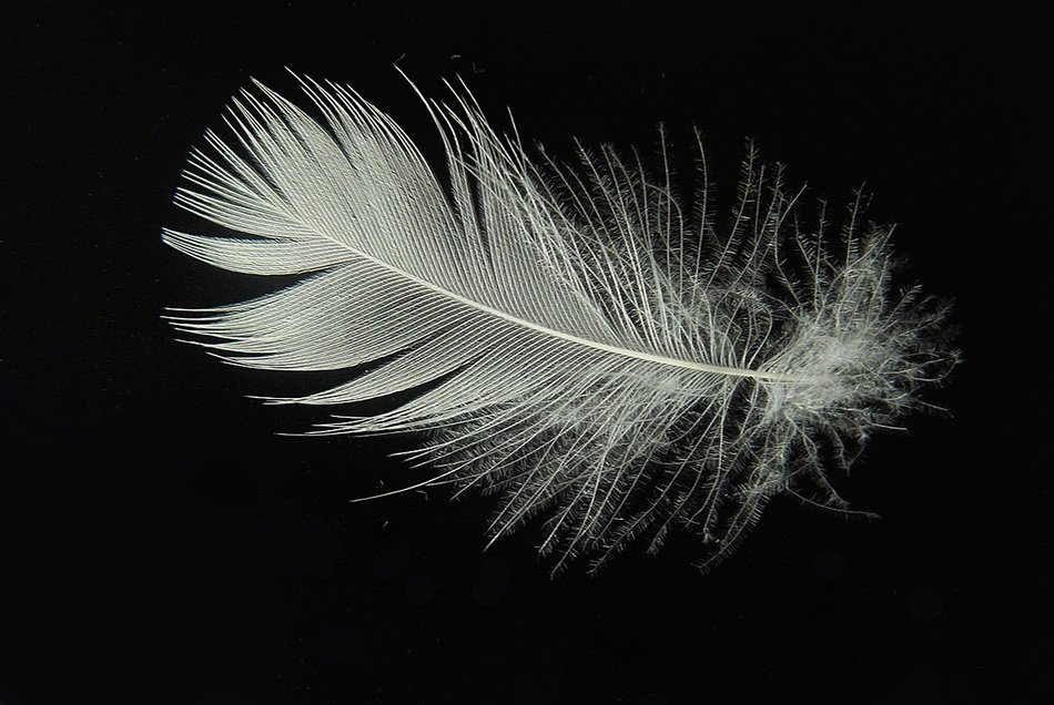 white Lightweight Down close-up