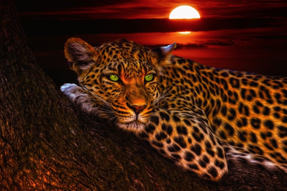 Leopard on tree at sunset