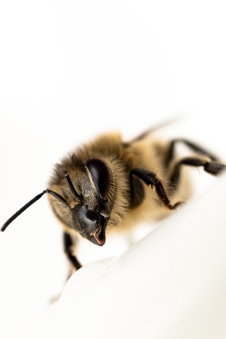 closeup of a bee on the white background