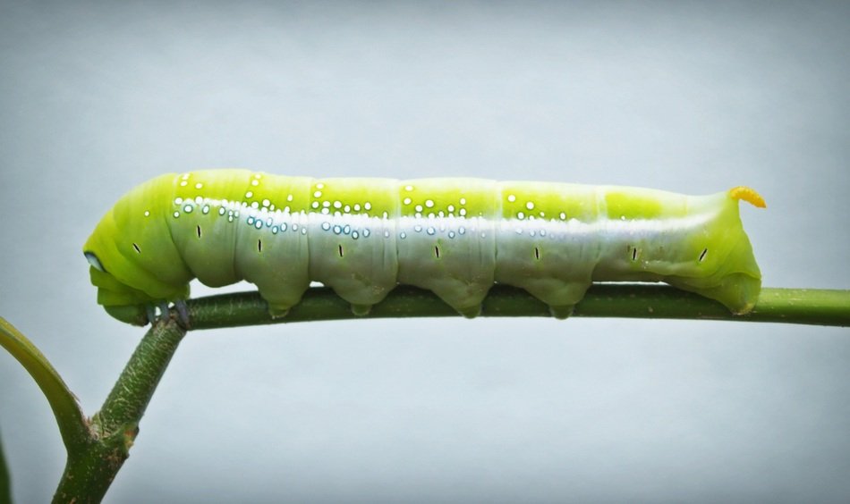 huge caterpillar on the stem