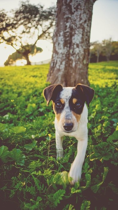 dog jack russell on a walk in the park