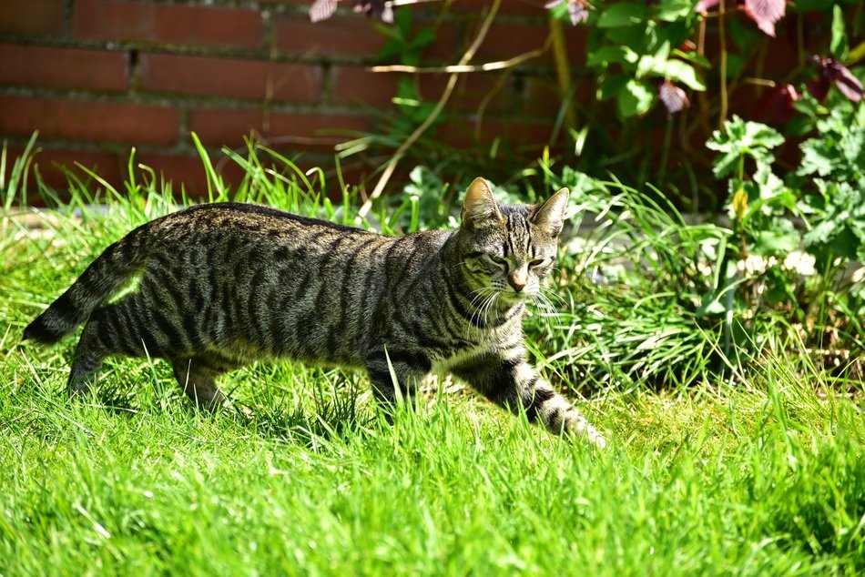 picture of the walking cat
