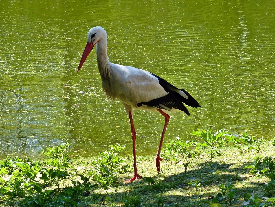 stork on the waterside