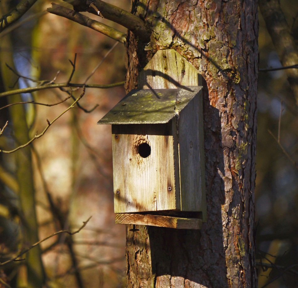 Nesting Box on Pine in forest