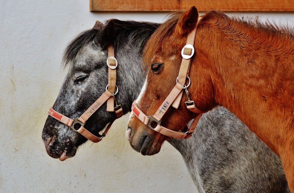 horses in the sanctuary