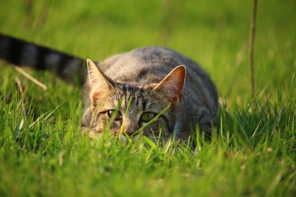 hunting tiger cat
