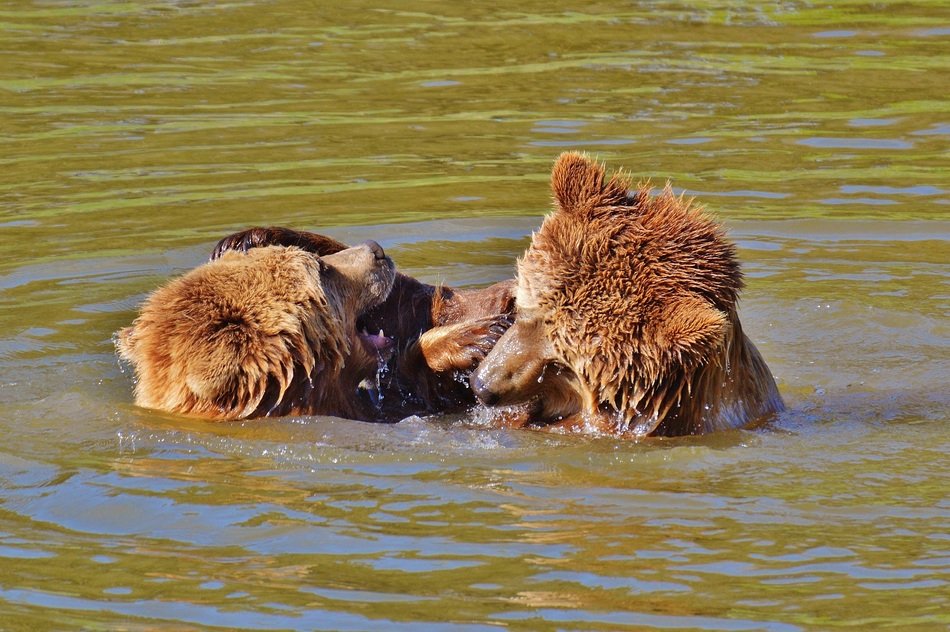 wild bears playing in the ware in the wildpark poing