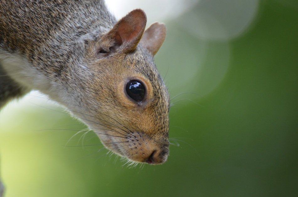 squirrel in macro