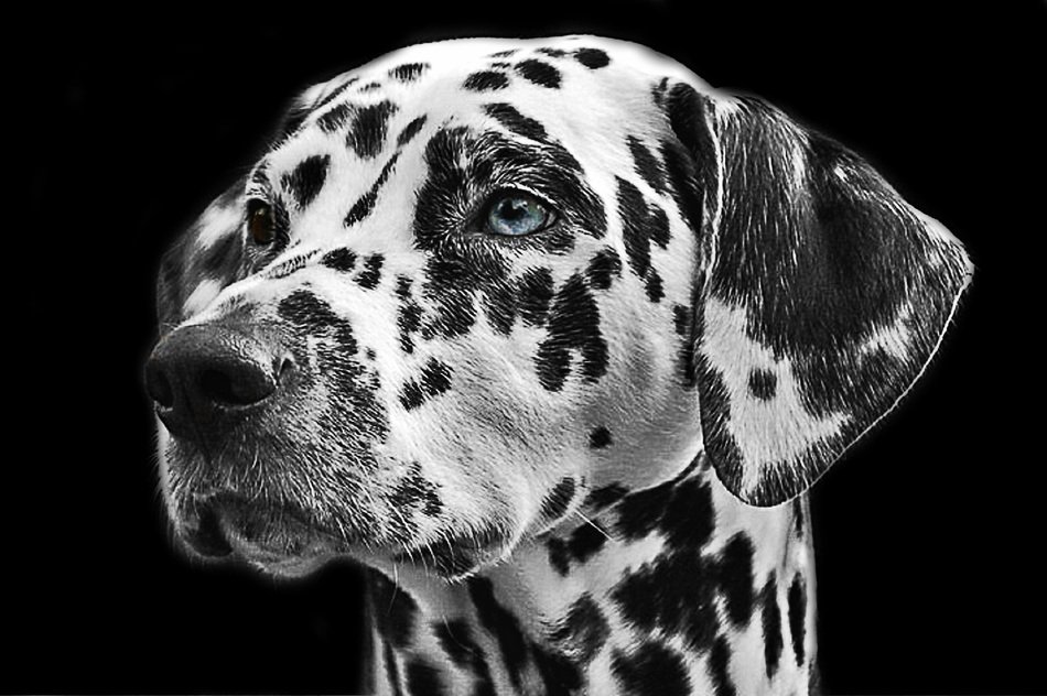 Photo of Dalmatian head