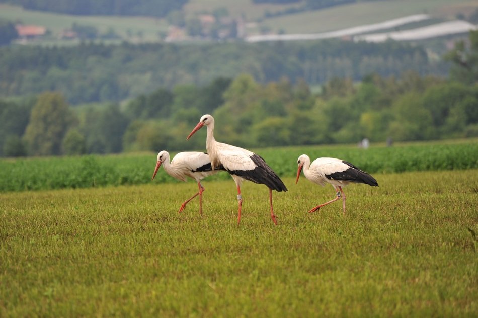 group of storks on the field