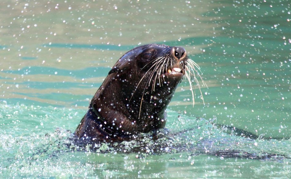 seal splashing in the water
