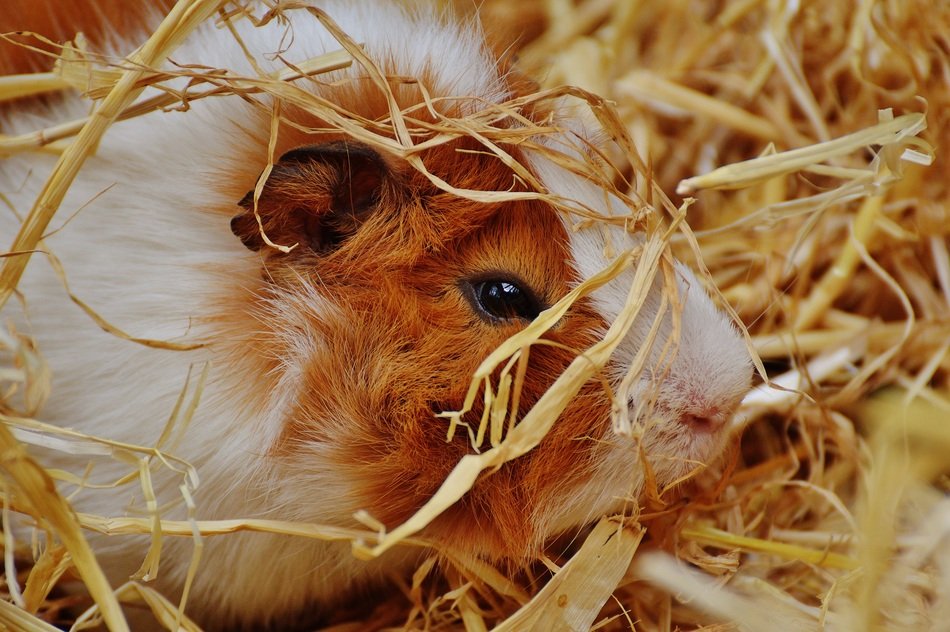 hamster in the straw