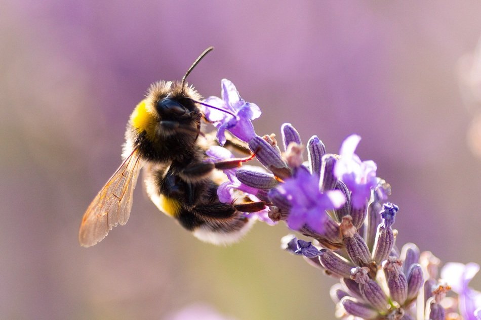 bumblebee on lavender flower