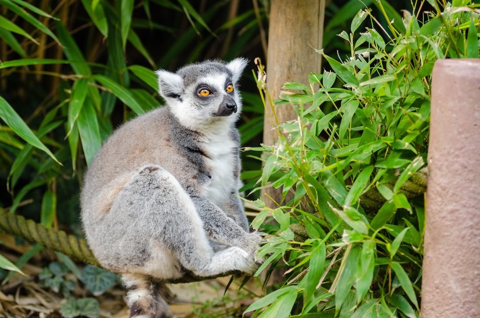 Lemur among plants in Madagascar