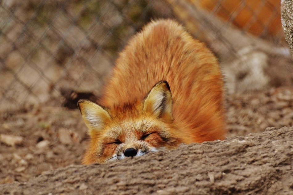 playing red fox