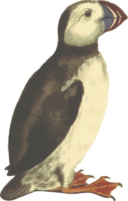 cute Animal Bird picture