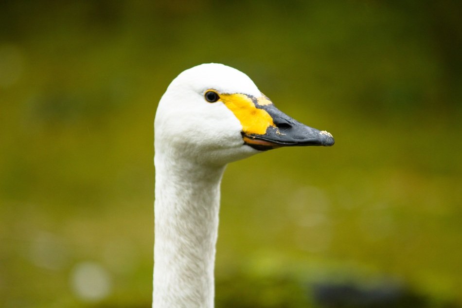 swan in zoo close-up on blurred background