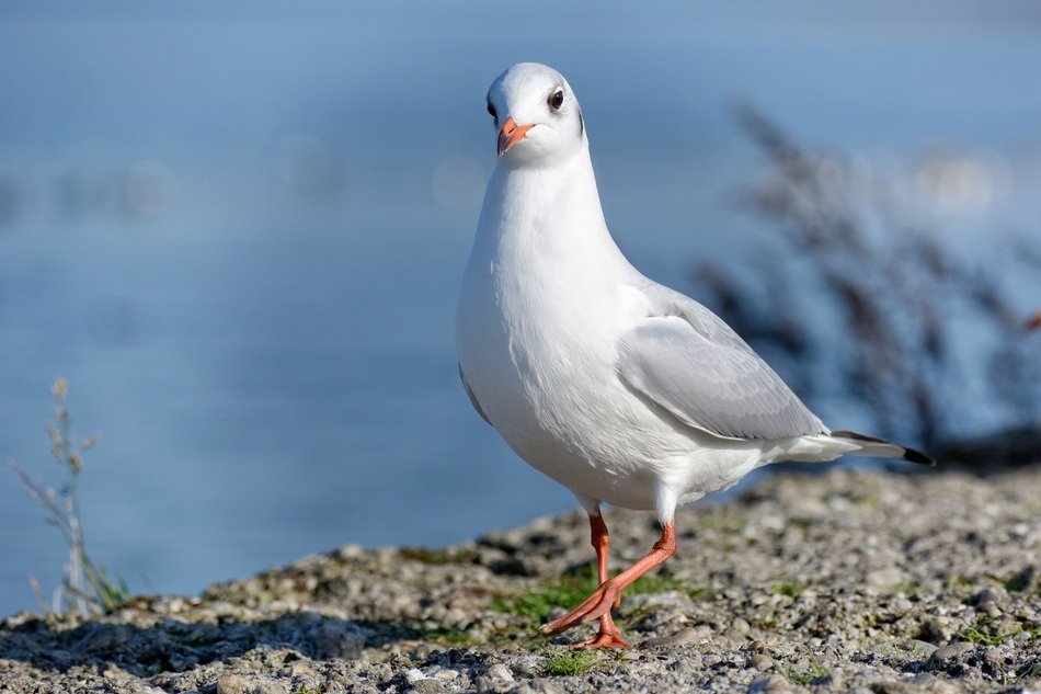 wild bird with white plumage