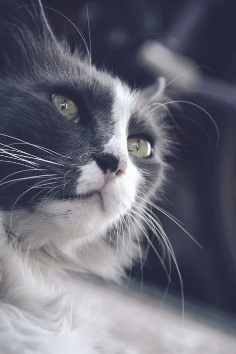 macro photo of the cat