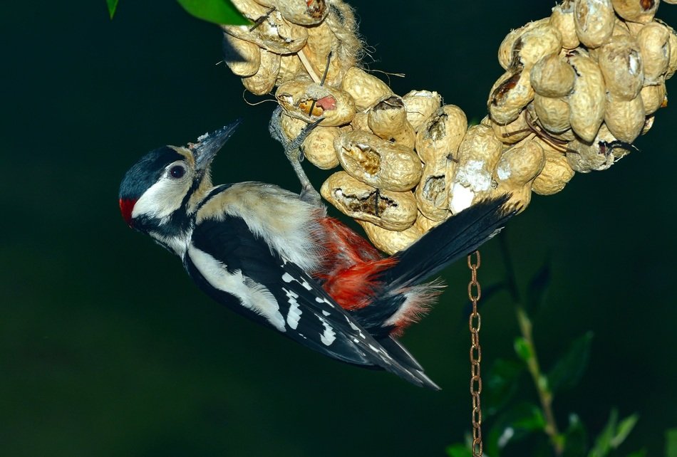 great spotted woodpecker on peanuts