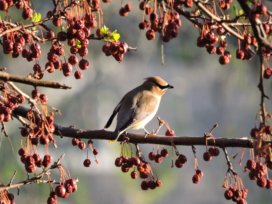 closeup photo of beautiful charming Waxwing Bird